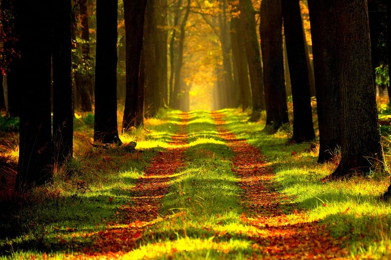 Enchanted Forest Retreat